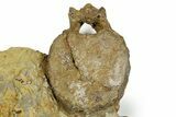 Fossil Dinosaur Caudal Vertebra & Limb Bone in Sandstone - Wyoming #371510-3
